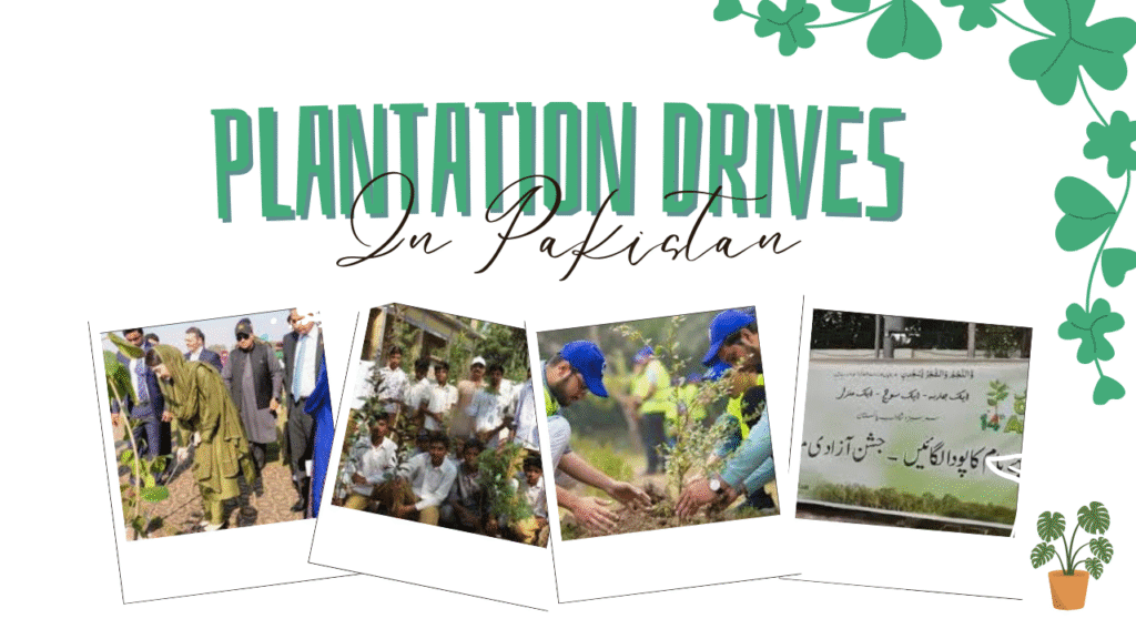 Economic Benefits of Tree Plantation